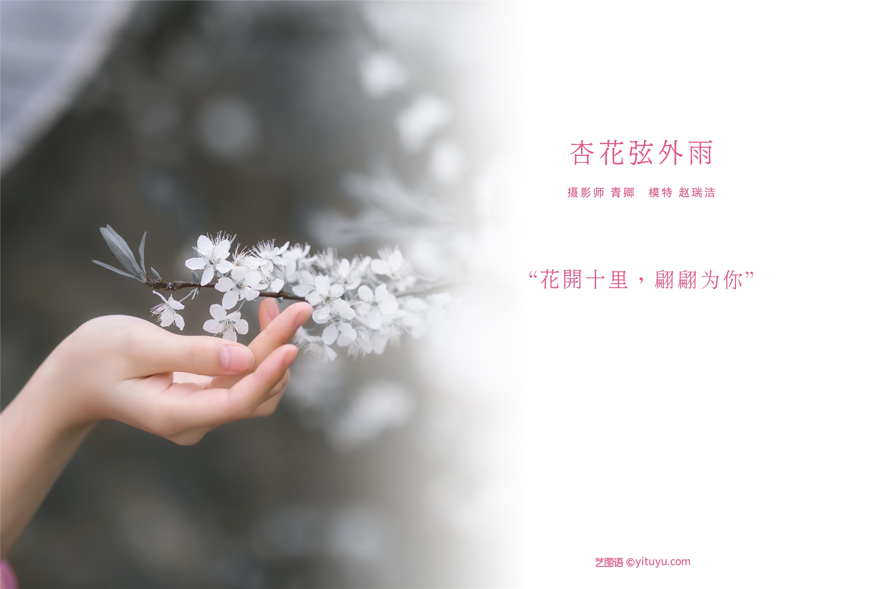 YITUYU art picture language 2021.08.28 apricot flower string outside the rain Zhao Ruijie _ez